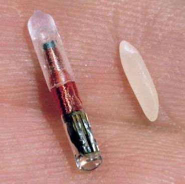 Foto: Der RFID-Chip ist etwas größer als ein Reiskorn und kann unter der Haut getragen werden.