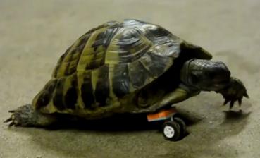 Schildkröte mit Rad-Prothese